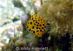 Tiny Boxfish being coy.  by Andy Hamnett 